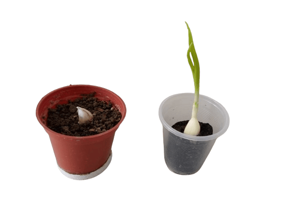 植物發芽